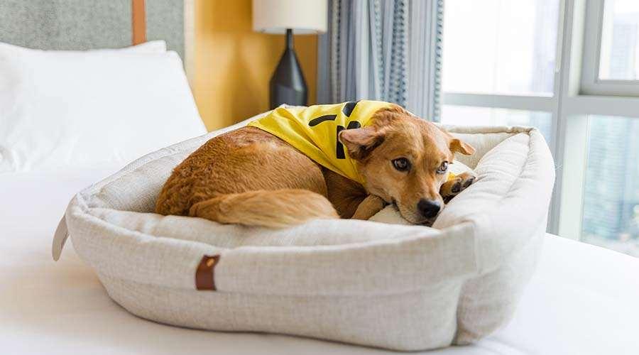 시카고 Sentral Michigan Avenue 아파트 호텔 시설 사진 A dog in a dog bed